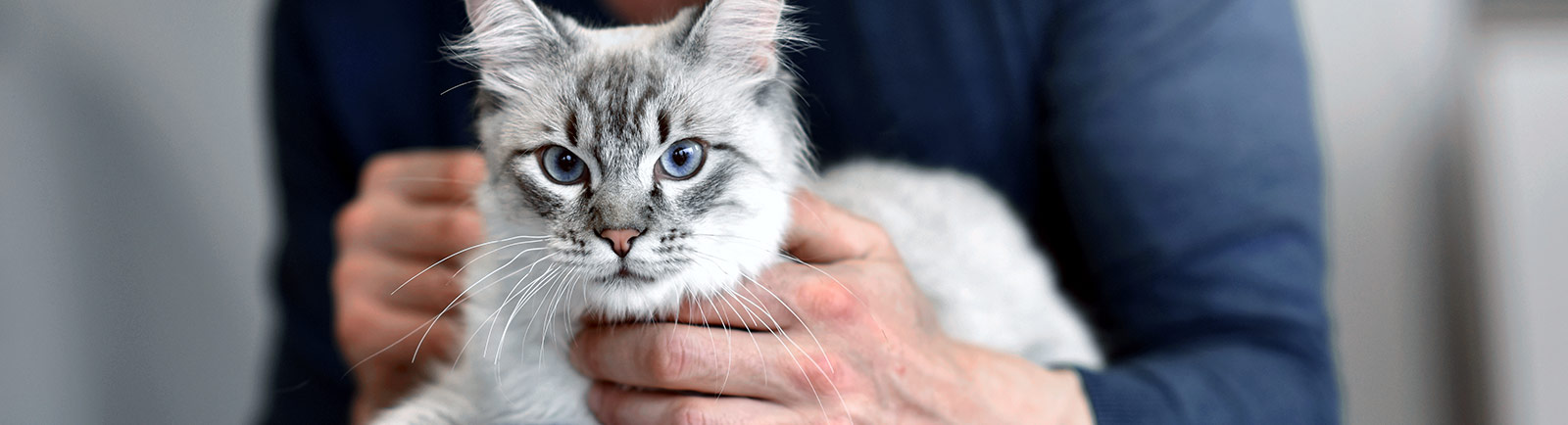 24/7 Emergency Animal Hospital | Emergency Vet in Santa Cruz 24/7 Emergency Animal Hospital | Emergency Vet in Santa Cruz