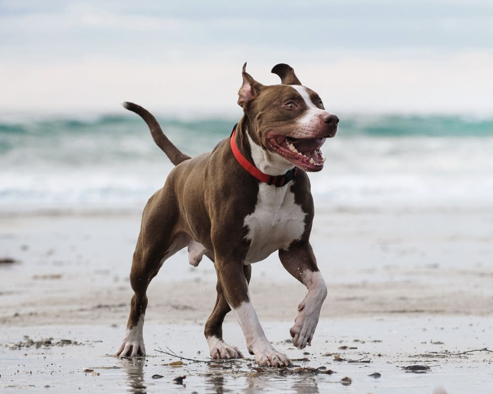 Santa Cruz Animal Hospital